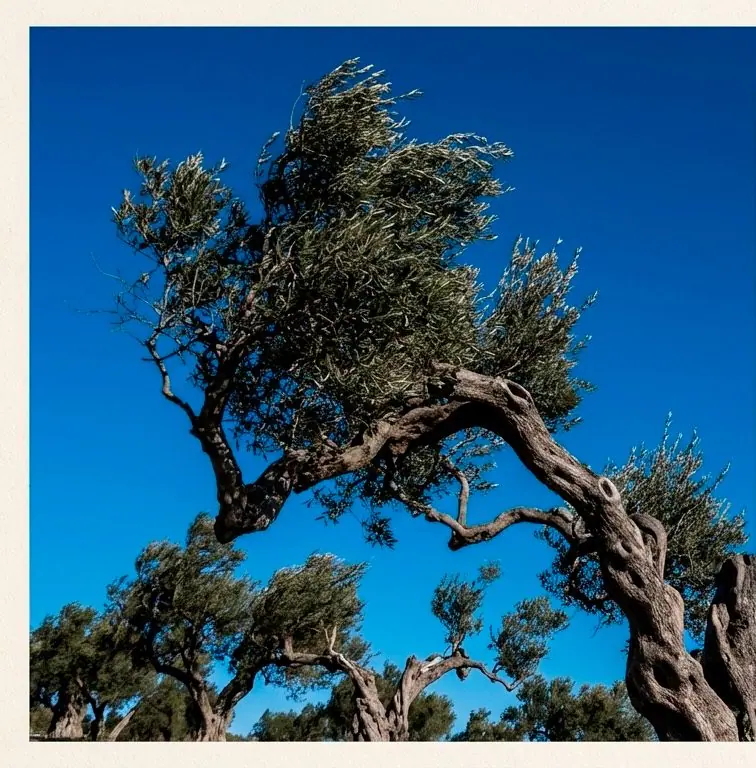 La tramontana: el viento que esculpe el paisaje y el carácter